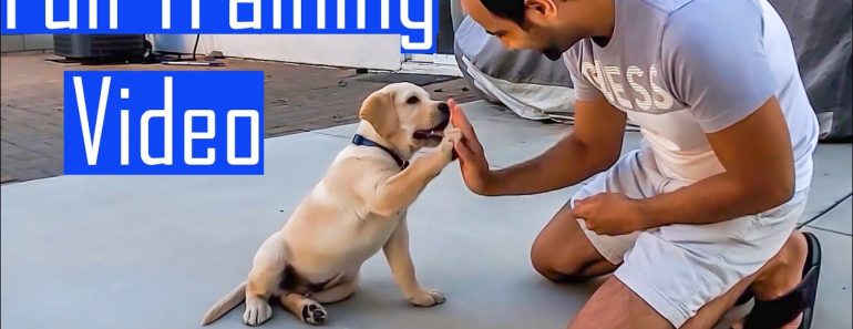Labrador Puppy Learning and Performing Training Commands Compilation | Hindi with English Subtitles