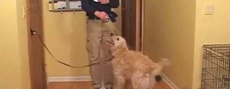 Jeff Millman Dog Training – Stop Dog Jumping