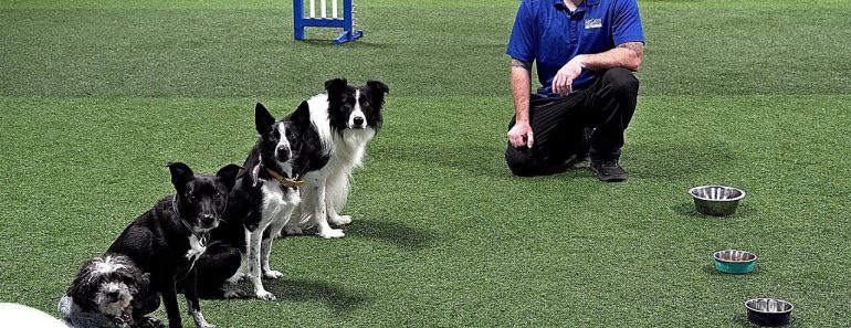 How To Train Your Dog To Wait Before Eating – Professional Dog Training Tips