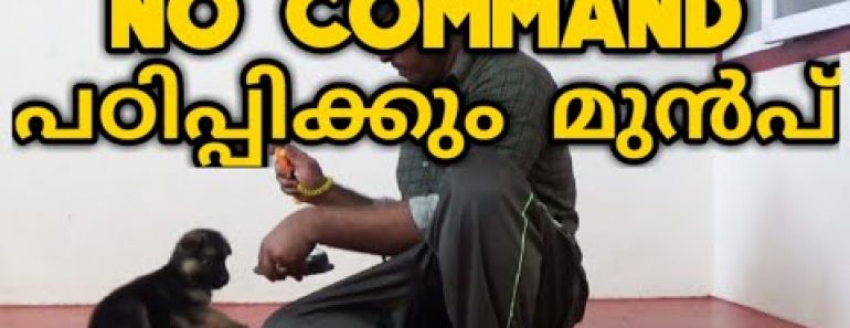 dog training : "no" Command  Malayalam : kerala dog training : Training the no command : laze media