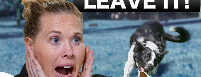How To Teach Your Puppy To Leave It – Professional Dog Training Tips