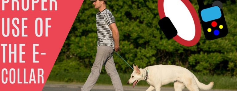 How to use an E Collar properly – Dog Training with America's Canine Educator