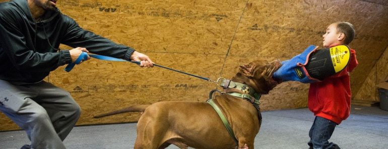 Hulk ‘Attacks’ 6-Year-Old Pit Bull Trainer | DOG DYNASTY