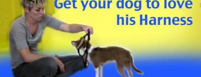Get your dog to like having his harness put on – dog training