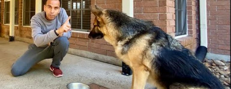 How I Trained My Dog In Hindi | Hindi Vlog | Indian Vlogger In USA | GSD | Dog | This Indian