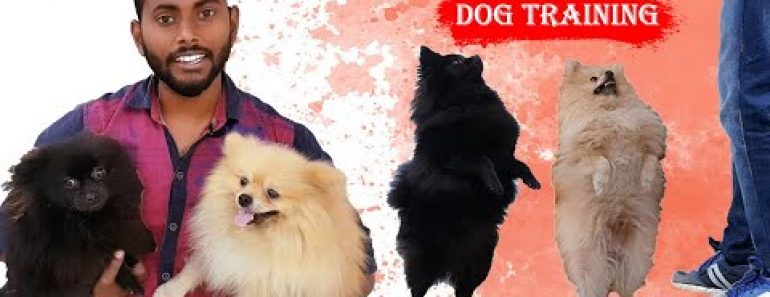 Dog Training Tips and Tricks Video That You Will Love To Watch | Cute Pomeranian Day 1 in Hindi