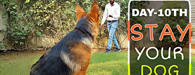 Dog Training – Day 10th | How to Train German Shepherd Dog to Stay At One Spot | Smart Dogs Training