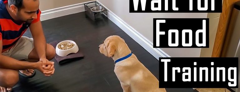 How to Train a Puppy or Dog to Patiently Wait for Food and Not Bark (Easy Training Tips)