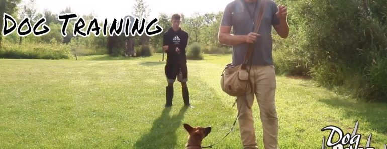 Deer Tracking Dog Training: How To Start Tracking with a Puppy