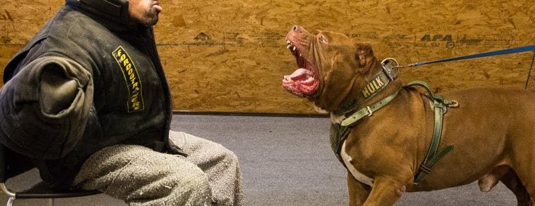 Getting Smashed By Hulk – The World's Biggest Pitbull | DOG DYNASTY